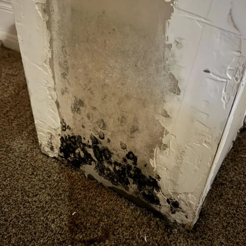 Professional Mold Removal in Mineola, NY